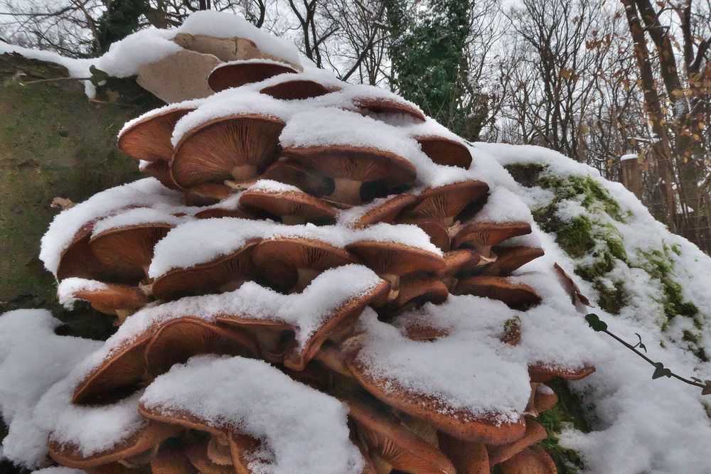 Hallimasch im Schnee ...