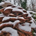 Hallimasch im Schnee ...