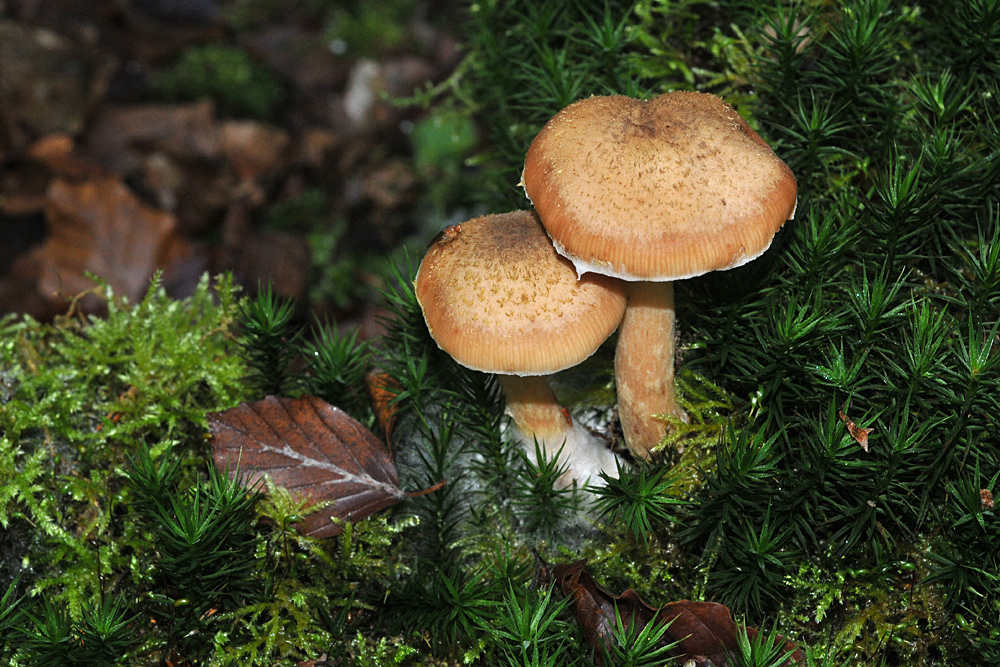 Hallimasch – Kuscheln im Moos