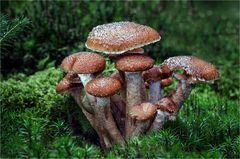 Hallimasch mit Schnecke