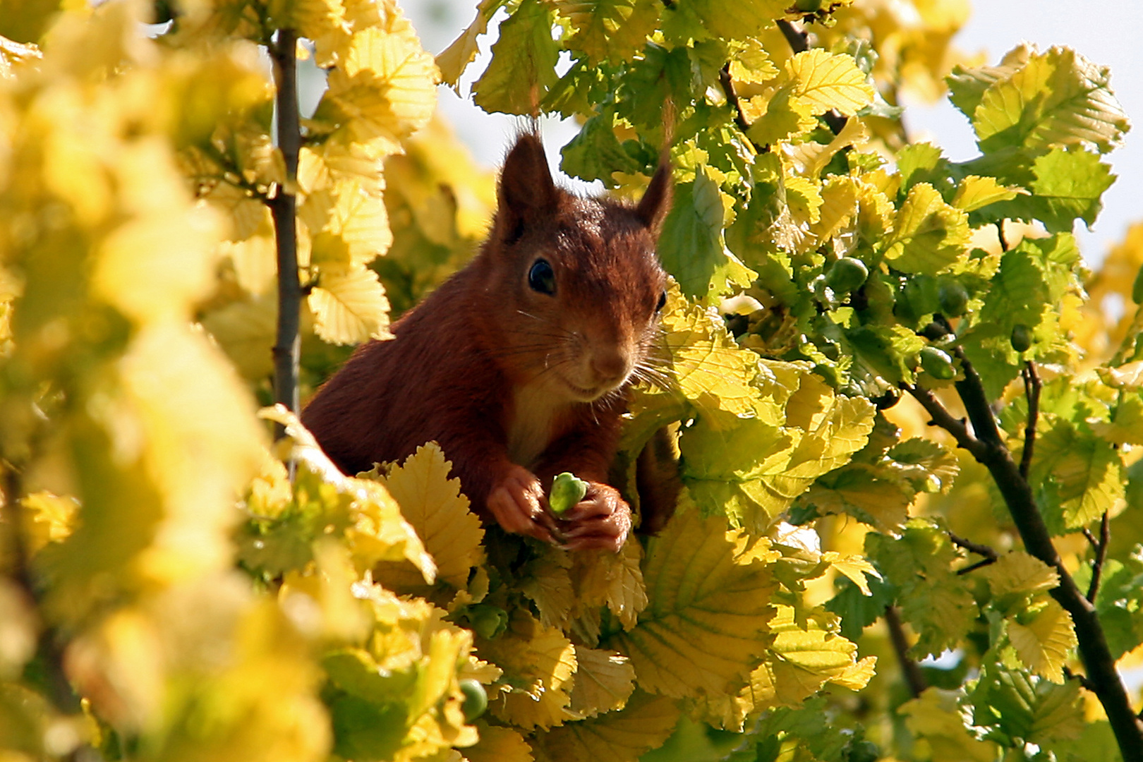 Hallo!