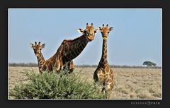 Namibia / Zimbabwe