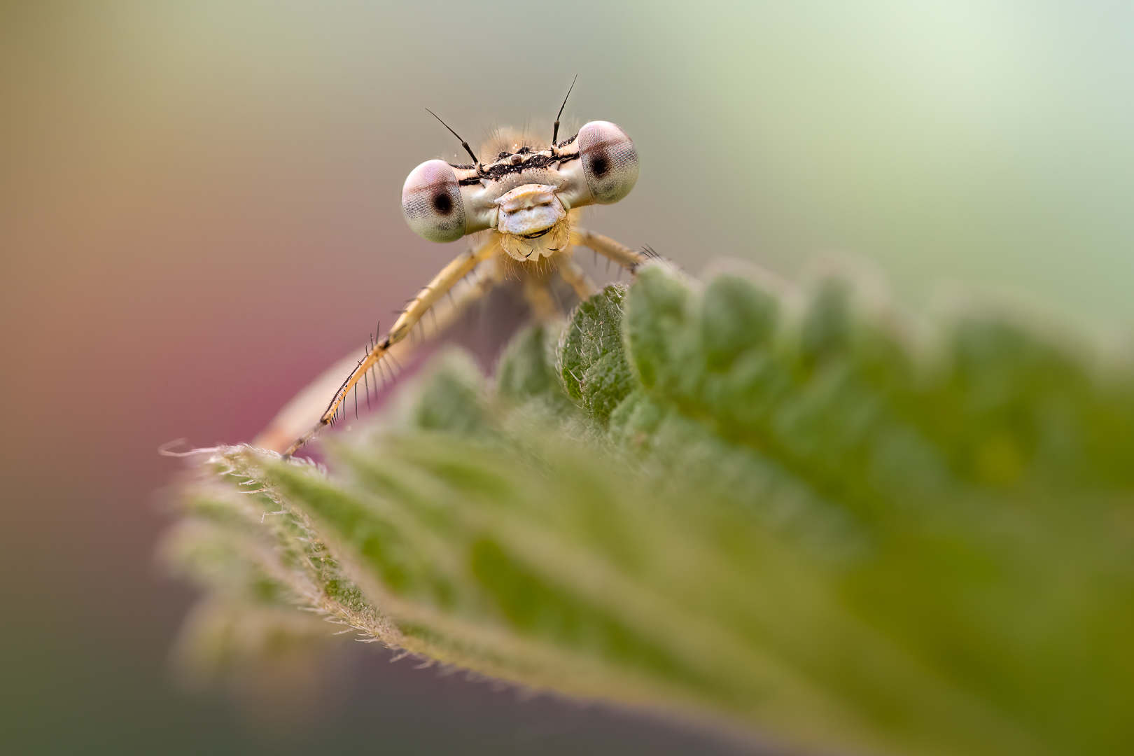 Hallo ) Foto & Bild makro, natur, nahaufnahme Bilder auf