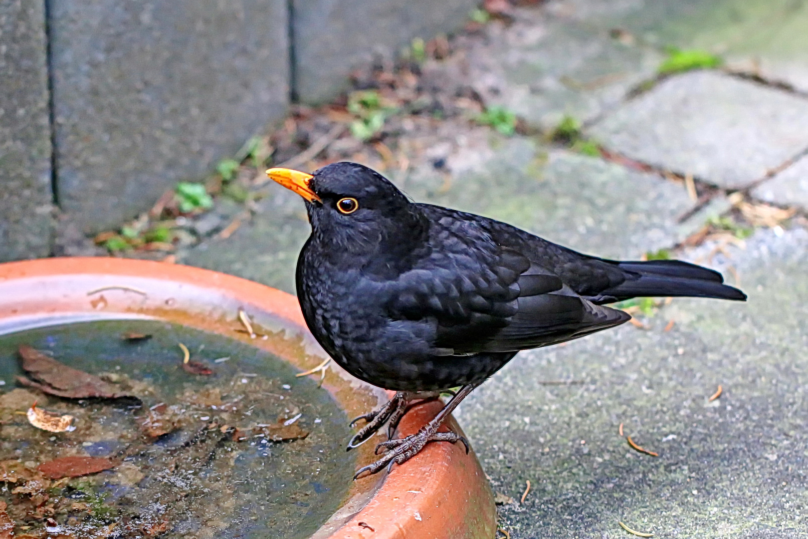 Hallo Amsel, ich hab schon verstanden....,