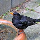 Hallo Amsel, ich hab schon verstanden....,