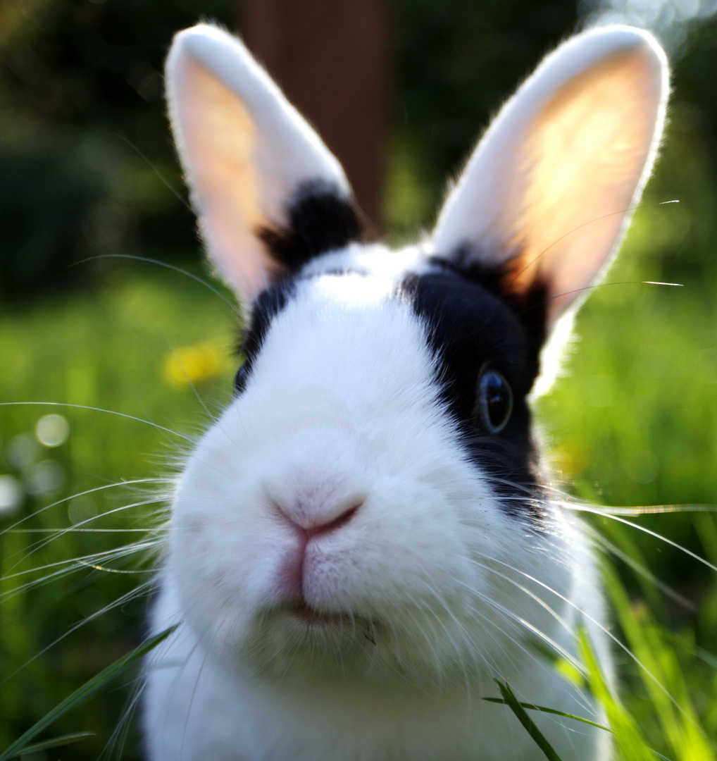 Hallo ?!.. auf Fehmarn... was geht ?