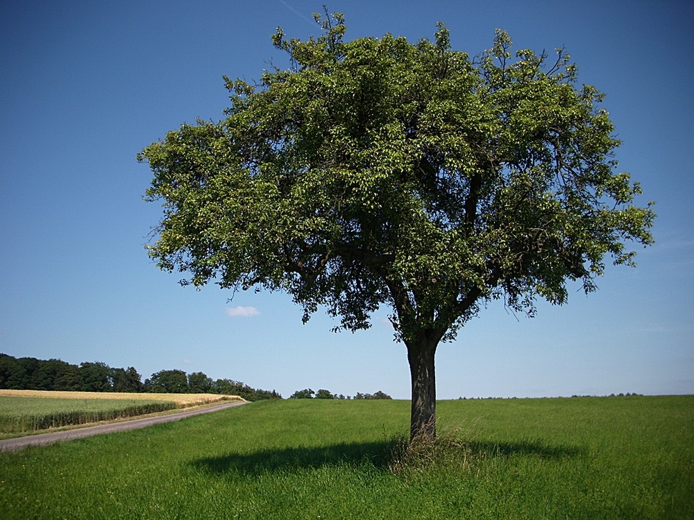 Hallo Baum...