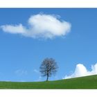 "Hallo Baum, wie gehts?" - "Gut liebe Wolke! Schick einzig etwas Regen damit der Frühling beginnt."