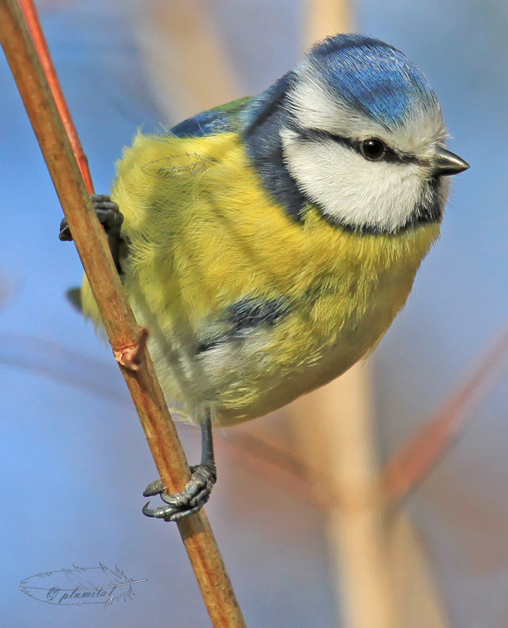 Hallo Birdwhisperer !