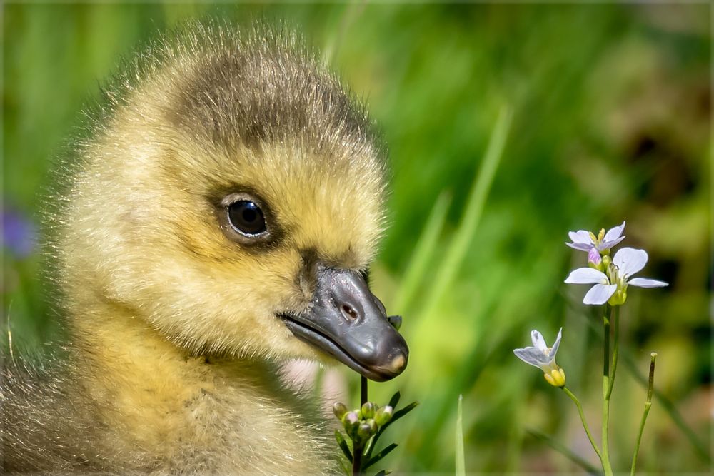 Hallo Blümchen 