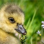 Hallo Blümchen 