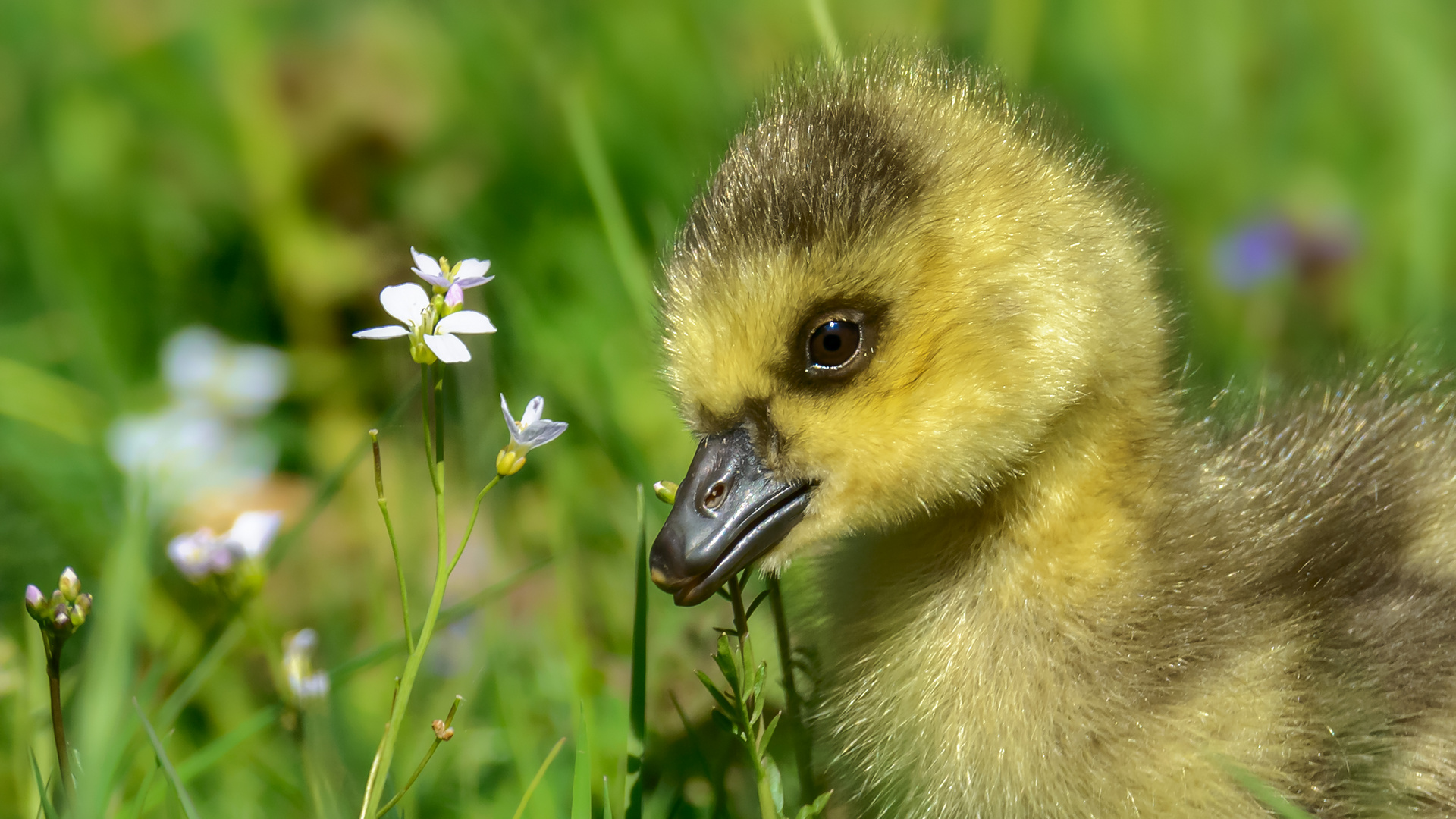 "Hallo Blümchen"