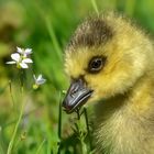 "Hallo Blümchen"