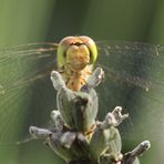 Hallo, da bin ich!