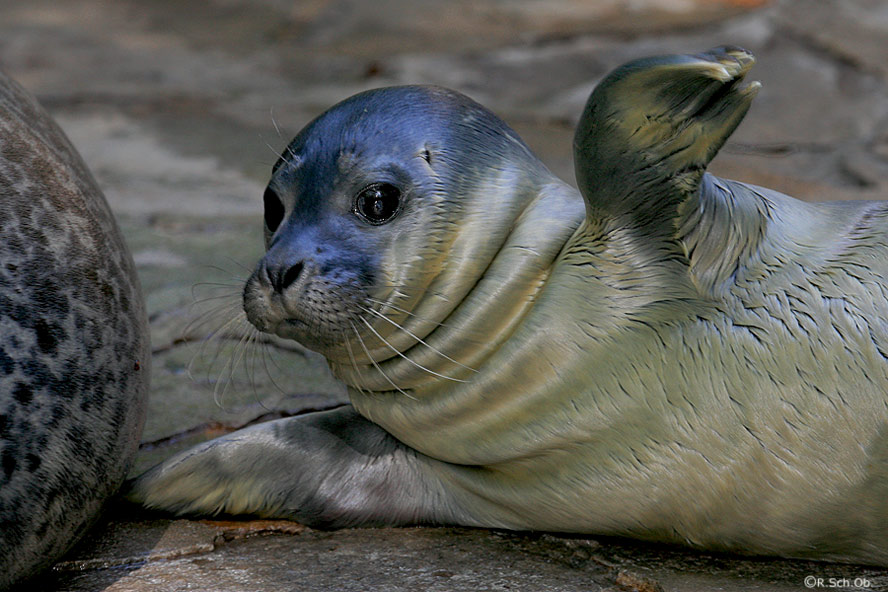 hallo, da bin ich ... (neugeborenes Seehundbaby)