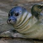 hallo, da bin ich ... (neugeborenes Seehundbaby)