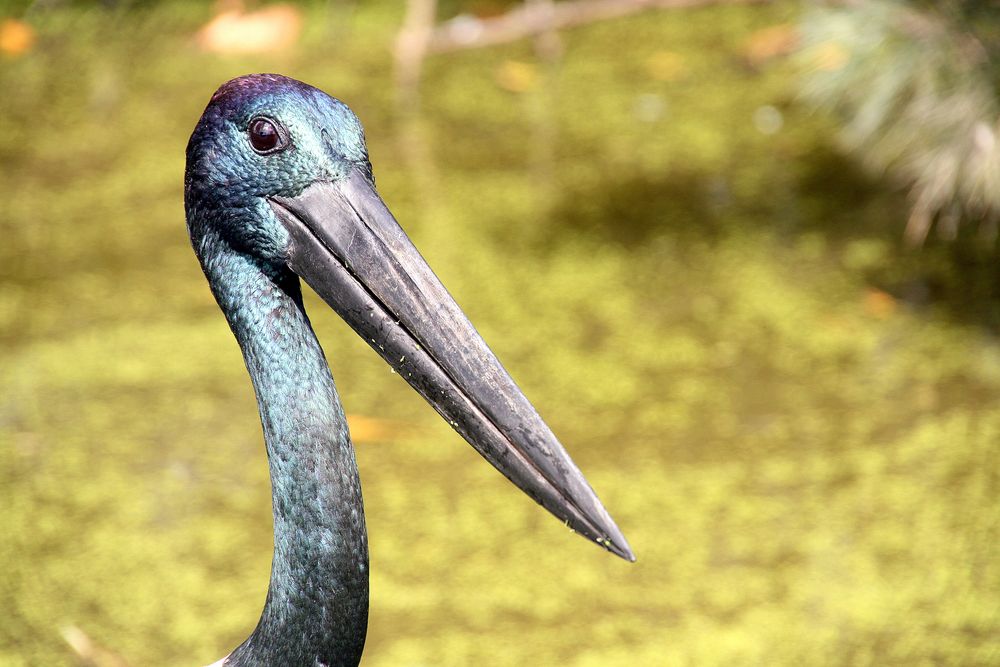 Hallo Down Under-Storch