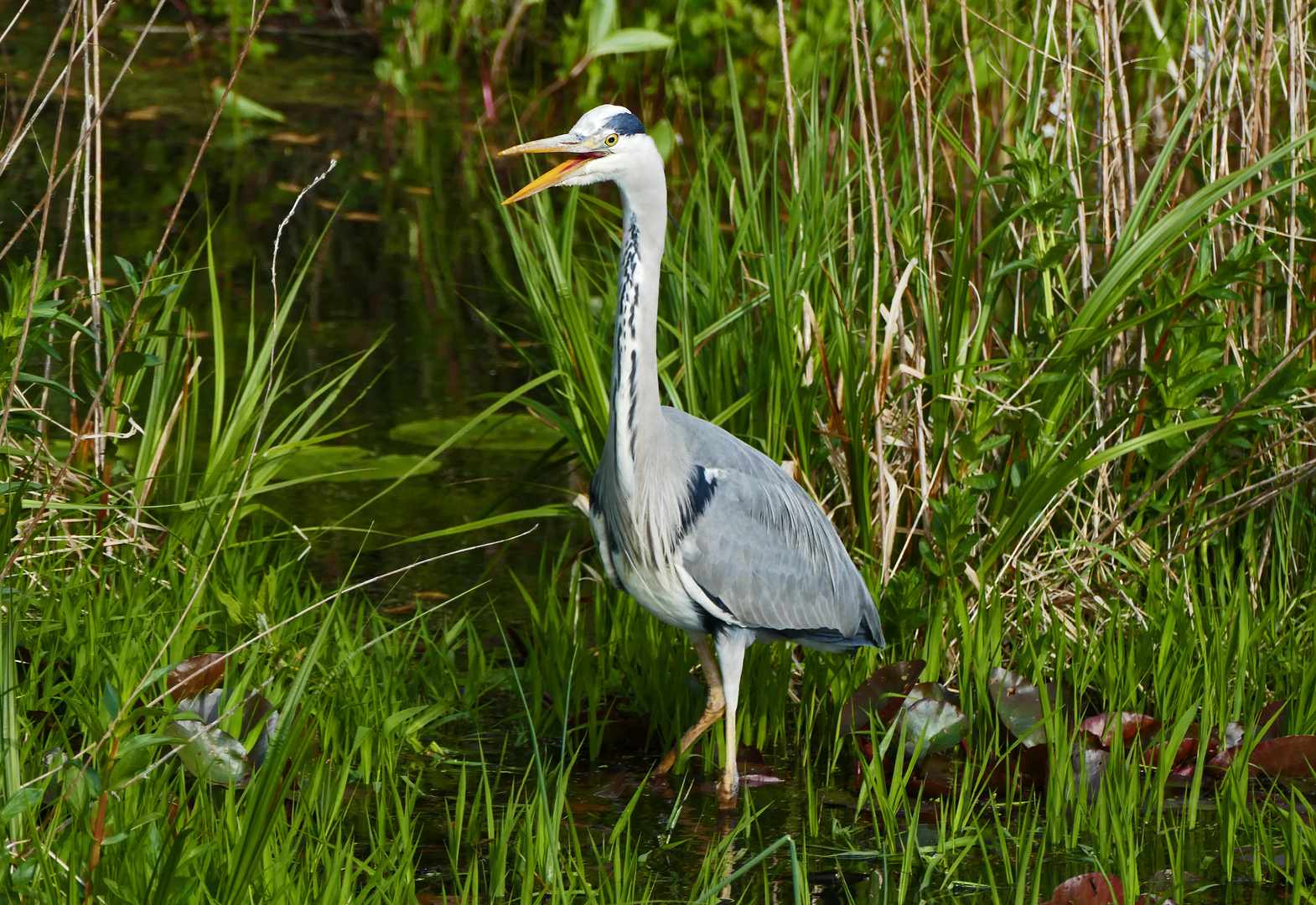 Hallo Du