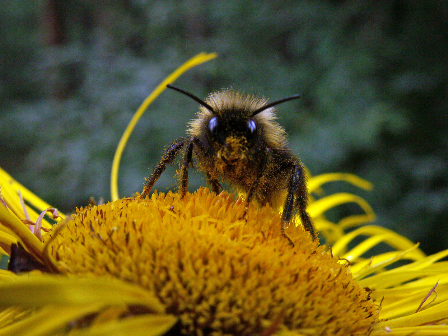 Hallo du, ich bin eine Hummel und du?