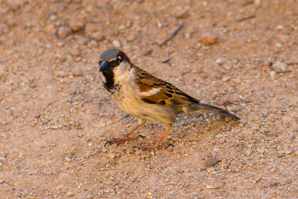 Hallo du kleiner Spatz