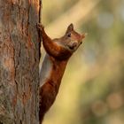 Hallo Eichhörnchen, die Sonne scheint!