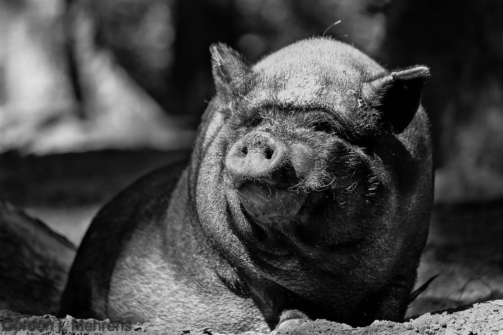 Hallo, ein Schwein