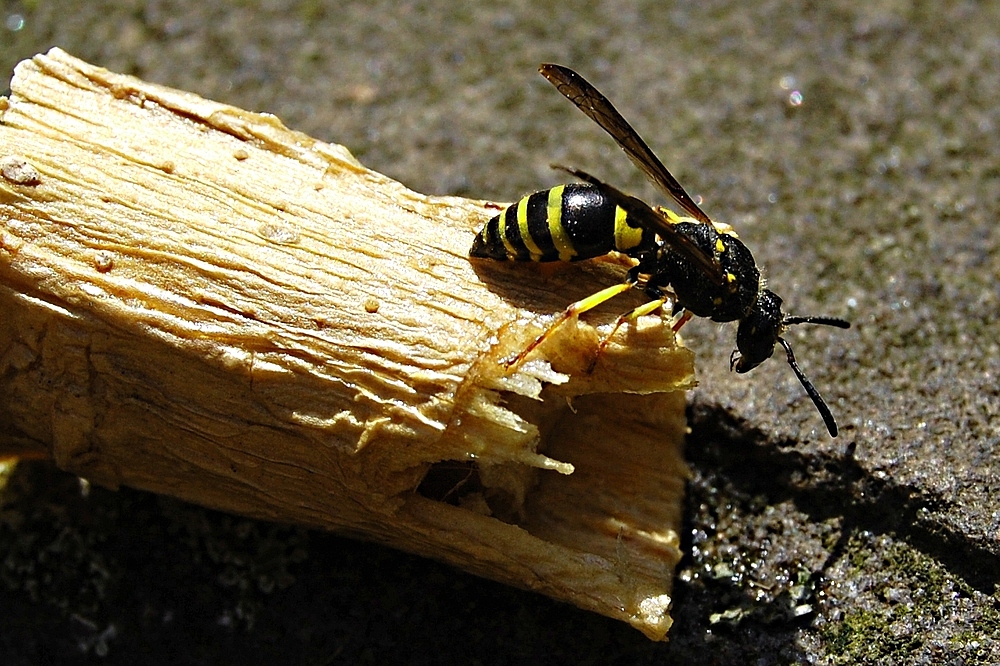 Hallo, einer da?