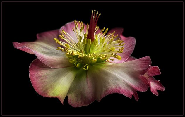 Hallo FC Freunde - Ich liebe Christrosen .. ihr hoffentlich auch - ( Stacking Bild ) 