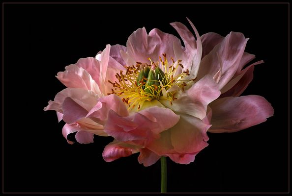 Hallo FC Freunde .. Ich liebe Pfingstrosen .. ihr hoffentlich auch  - ( Stacking Bild ) 