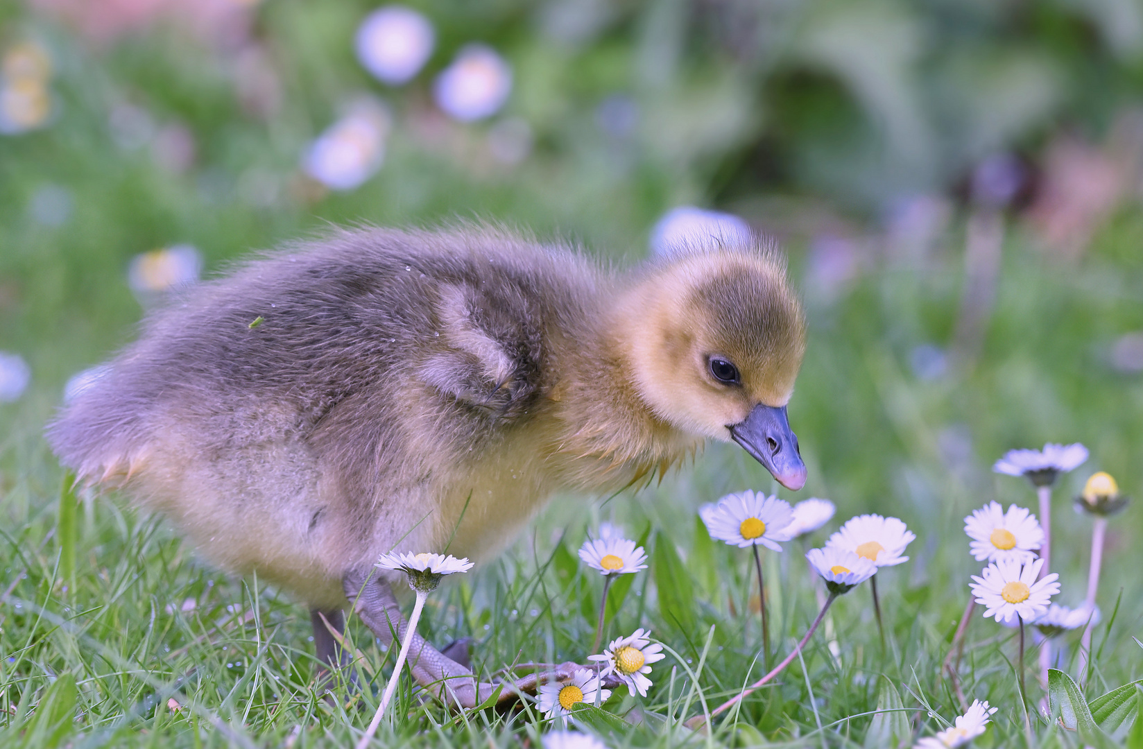 Hallo Flauschi...