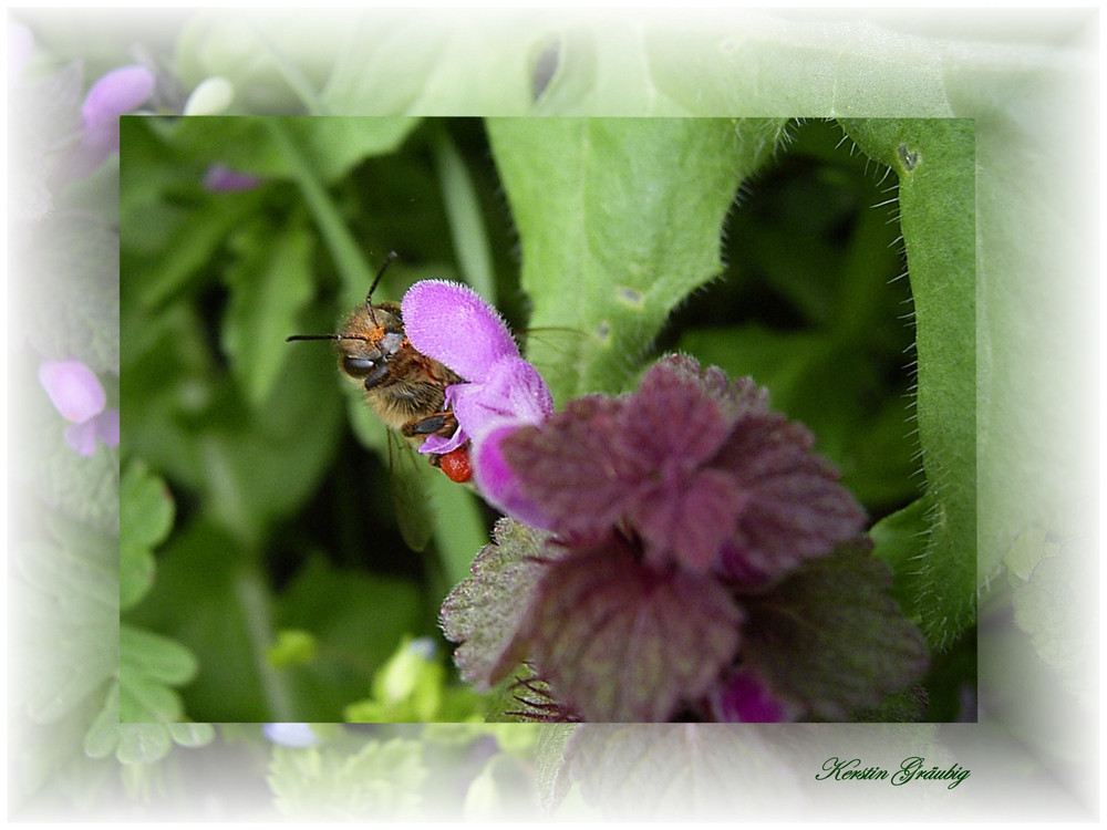 Hallo, fleißiges Bienchen