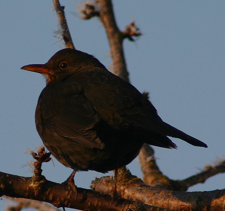 Hallo Frau  Amsel