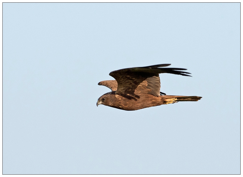 Hallo Freunde, ist das ein Bussard oder ein anderer Greifvogel???