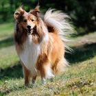 Hallo Frl. Sheltie