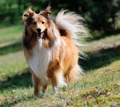 Hallo Frl. Sheltie