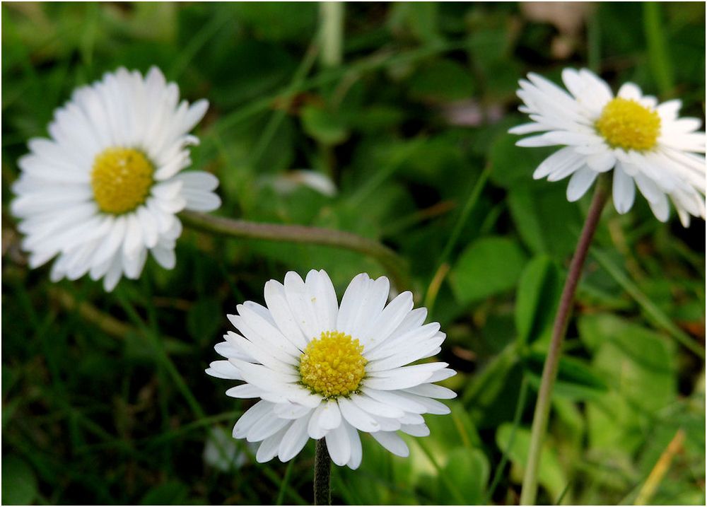 hallo frühling...