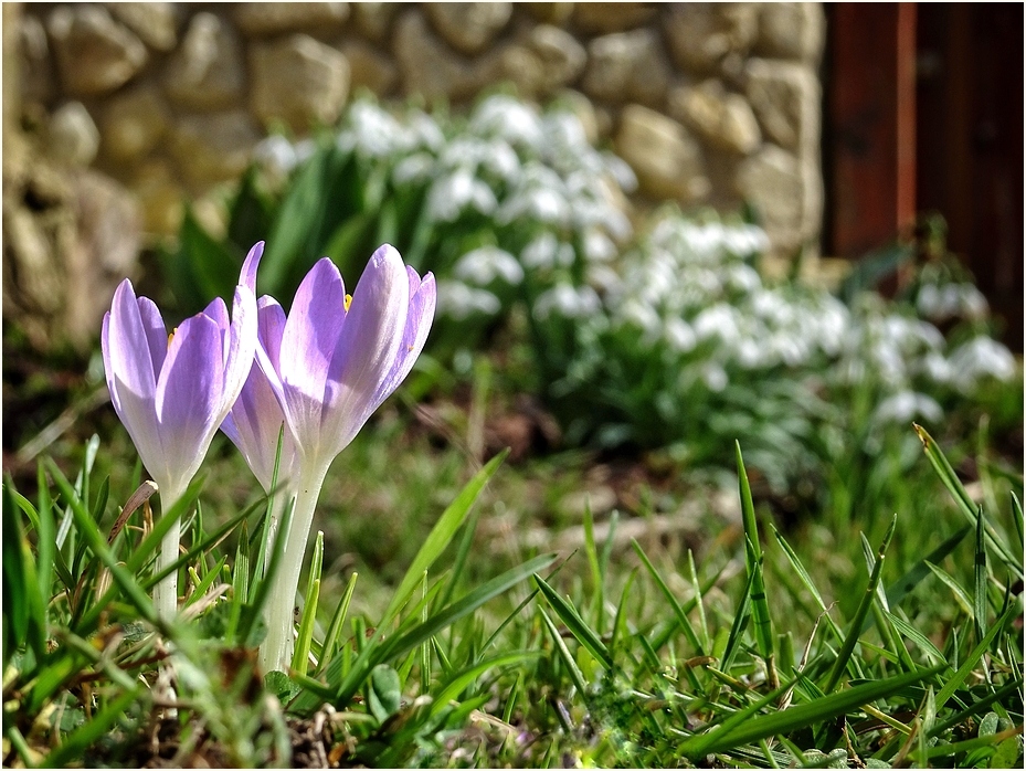 Hallo Frühling