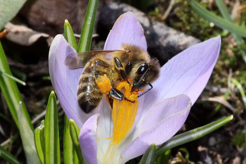 Hallo Frühling 2