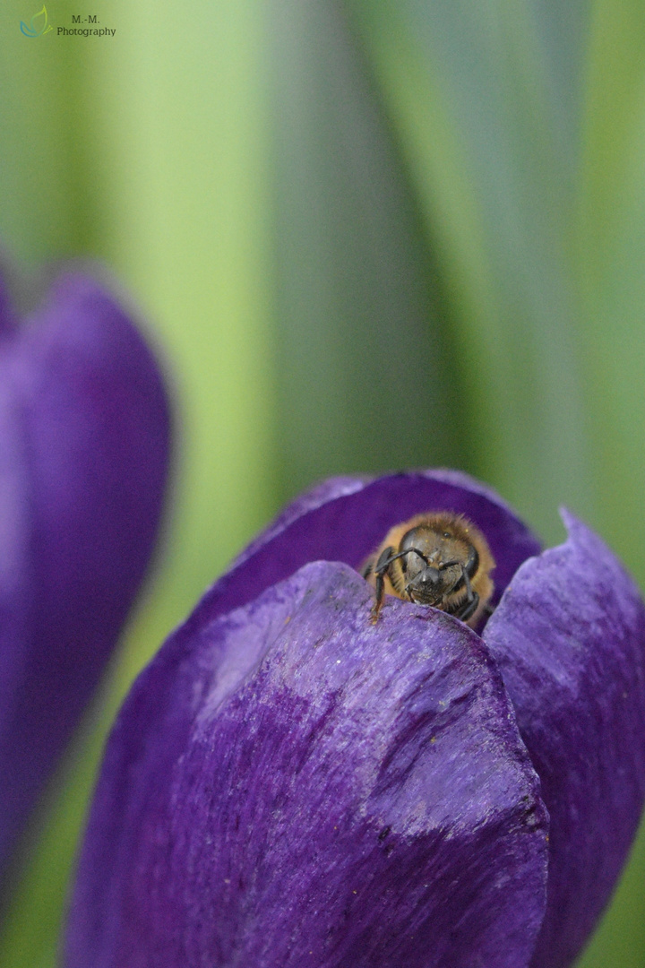 Hallo Frühling 