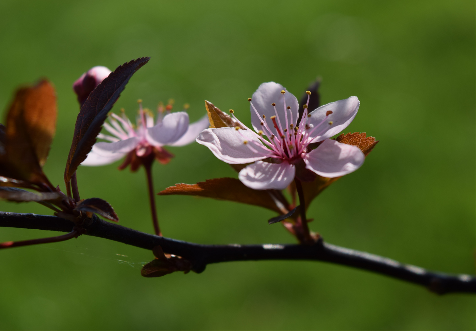 Hallo Frühling!