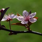 Hallo Frühling!