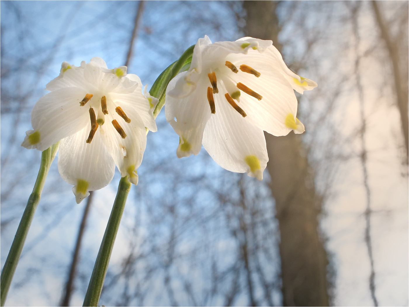 Hallo Frühling