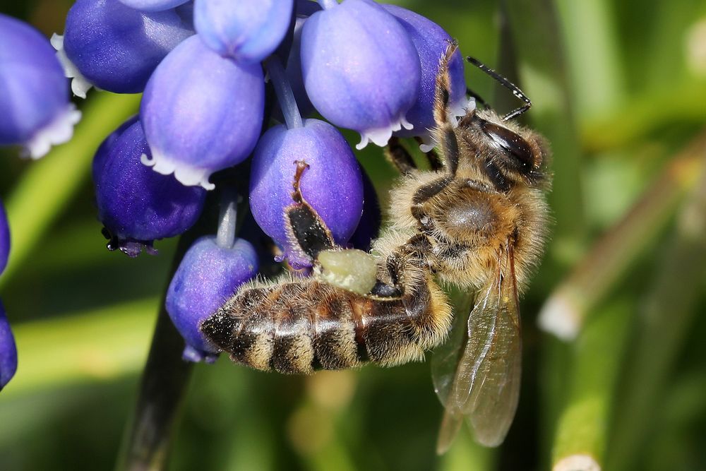 Hallo Frühling 3