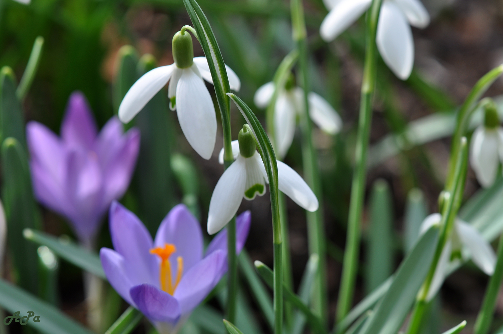 Hallo Frühling** (4)