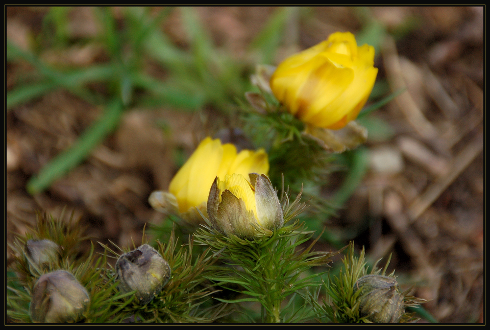 Hallo Frühling!