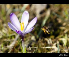 Hallo Frühling