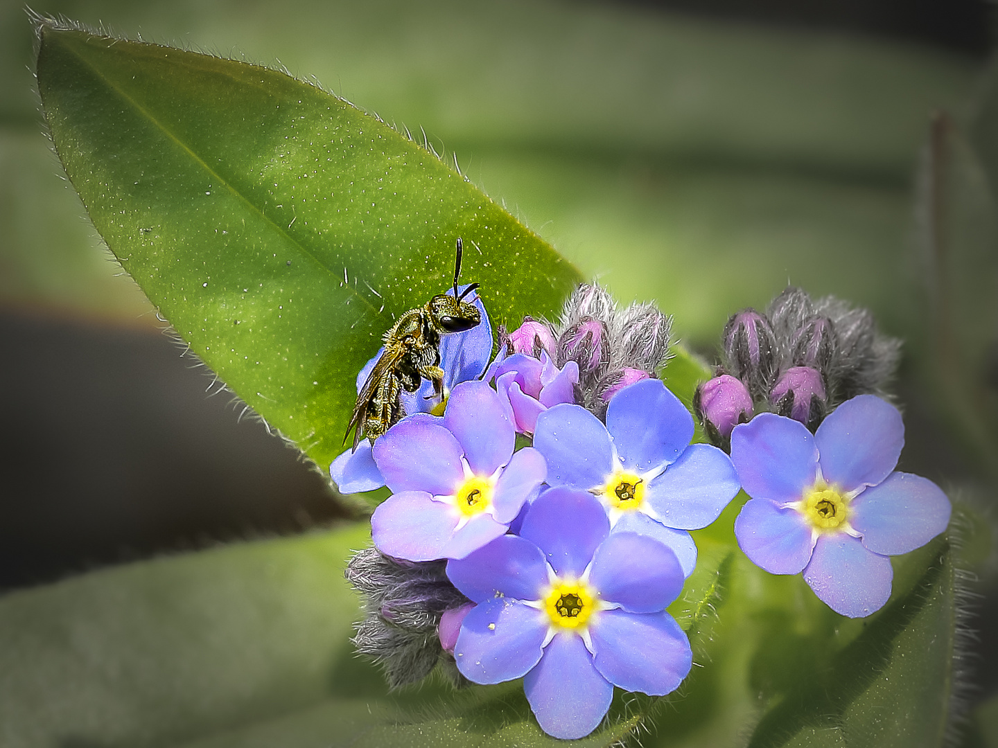 Hallo Frühling !