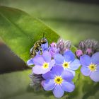 Hallo Frühling !