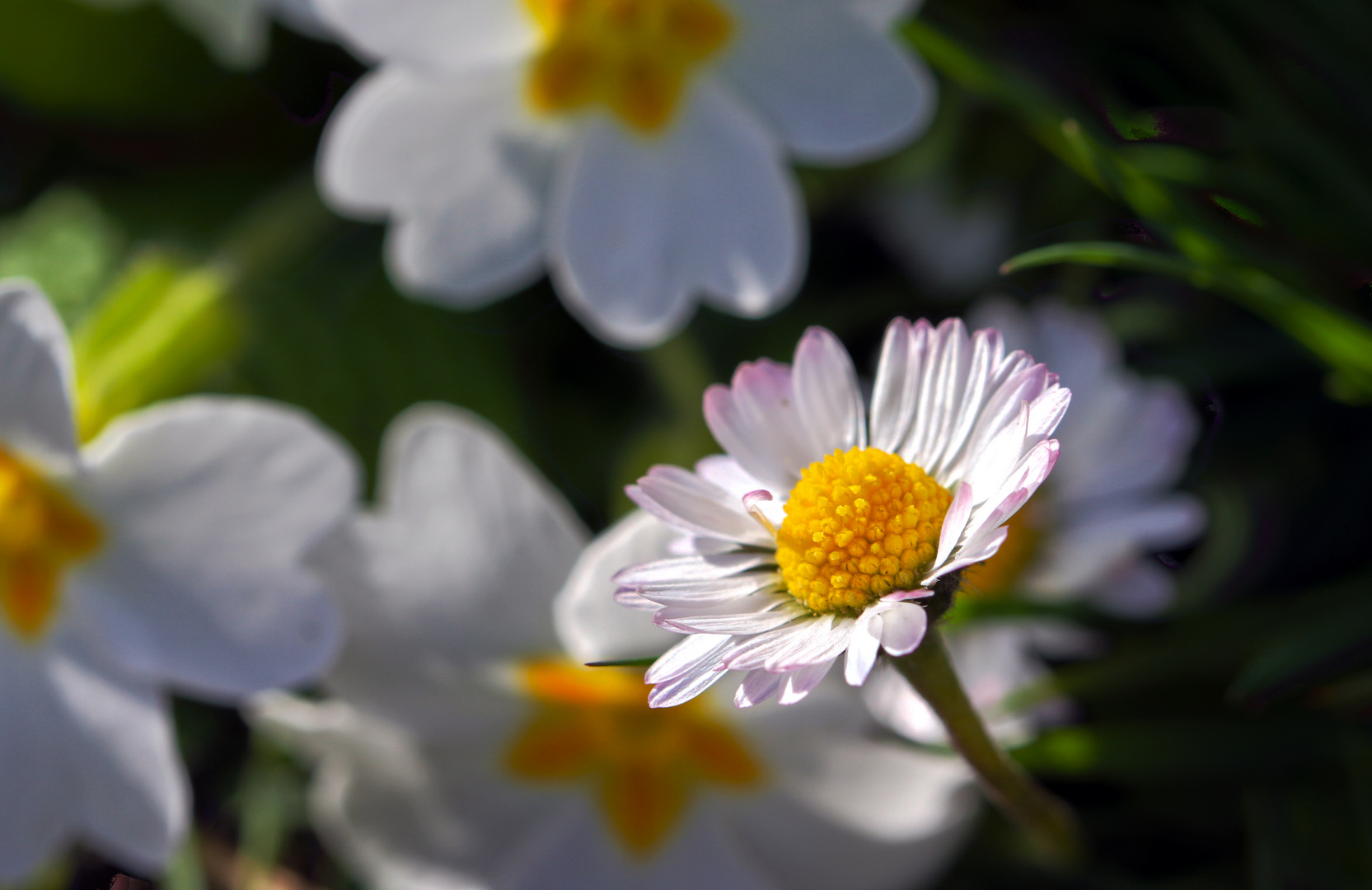 Hallo Frühling