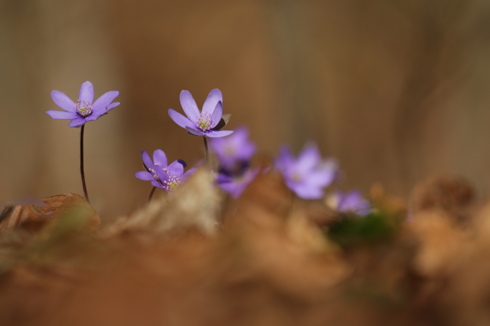 Hallo Frühling!